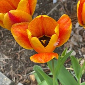 Meet your Posher, Roxanne